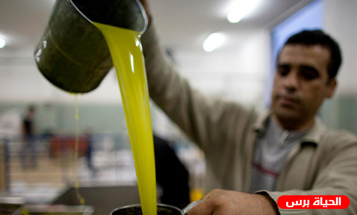 غزة تستعد لتصدير 50 طن من زيت الزيتون للإمارات والسعودية